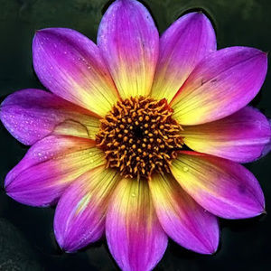 Meet your Posher, Isabel